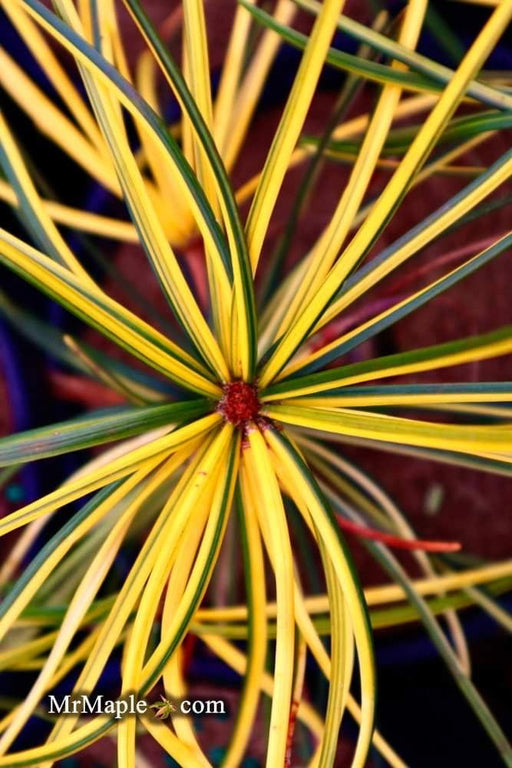 - Sciadopitys verticillata 'Janssen's Variegated' Japanese Umbrella Pine Tree - Mr Maple │ Buy Japanese Maple Trees