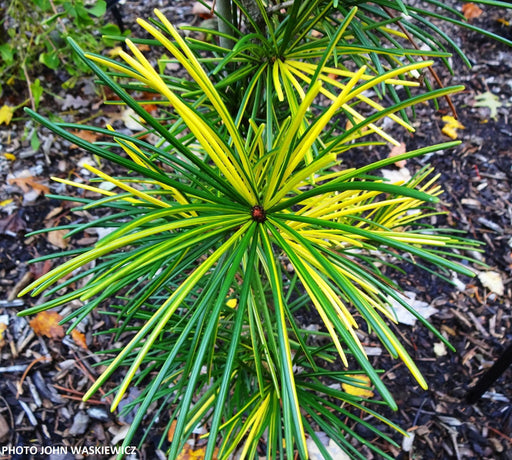 - Sciadopitys verticillata 'Janssen's Variegated' Japanese Umbrella Pine Tree - Mr Maple │ Buy Japanese Maple Trees