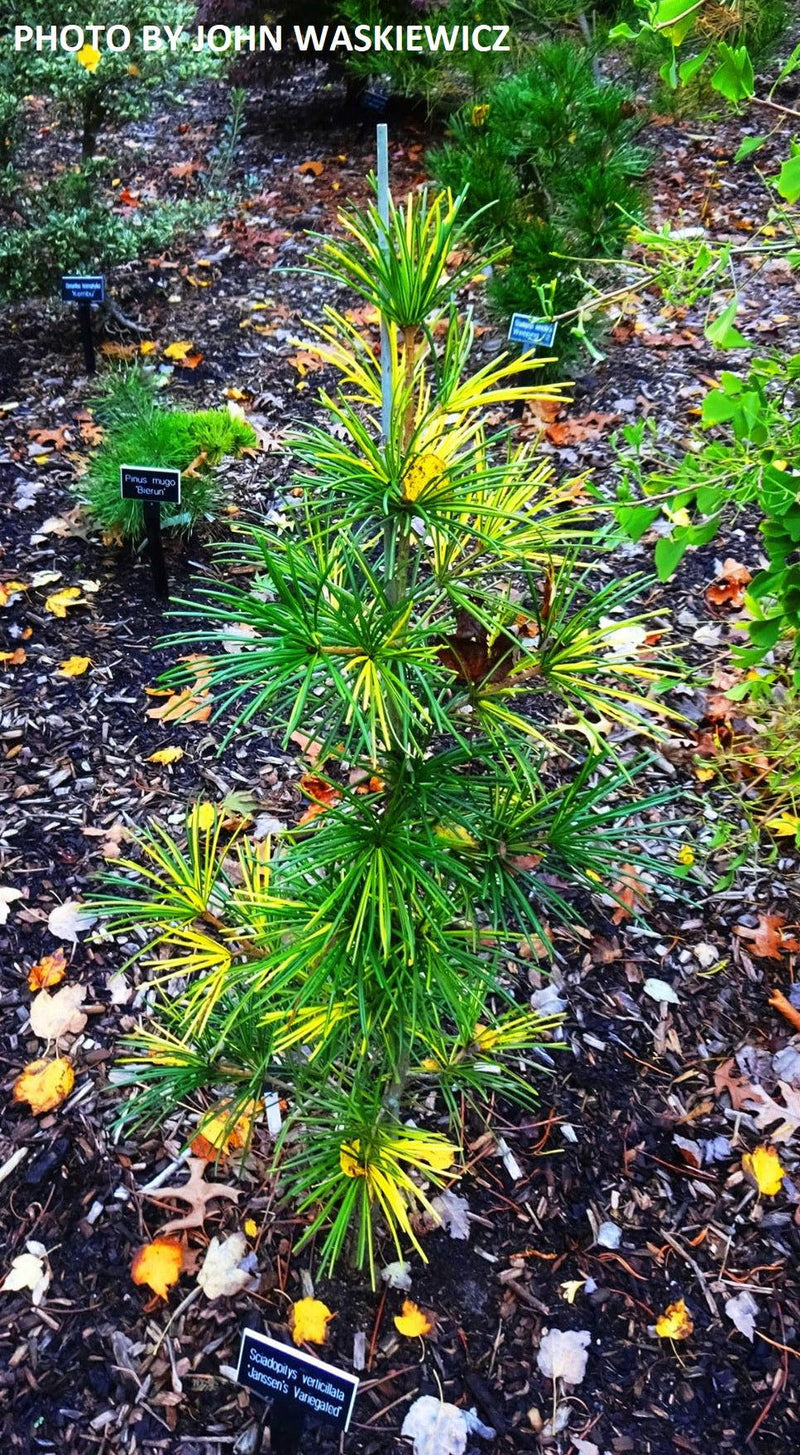 - Sciadopitys verticillata 'Janssen's Variegated' Japanese Umbrella Pine Tree - Mr Maple │ Buy Japanese Maple Trees