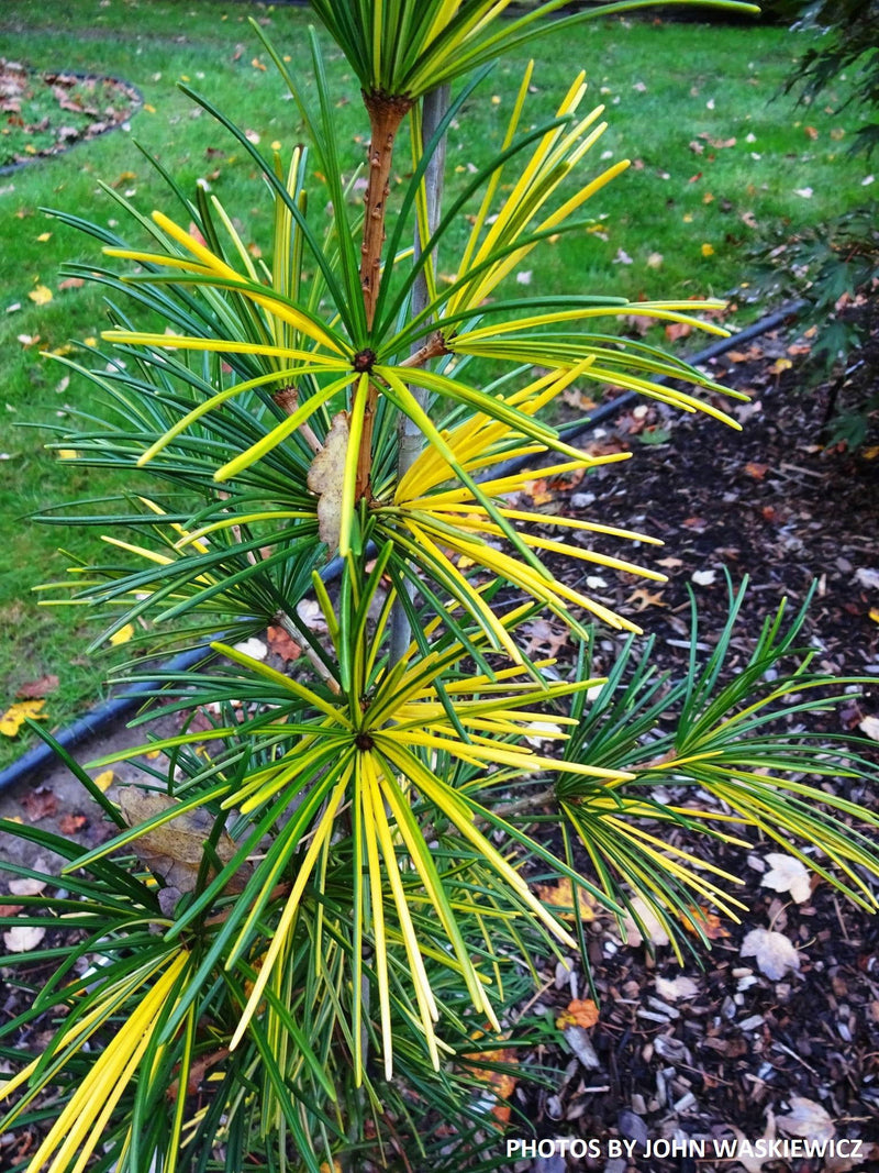 - Sciadopitys verticillata 'Janssen's Variegated' Japanese Umbrella Pine Tree - Mr Maple │ Buy Japanese Maple Trees