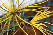 - Sciadopitys verticillata 'Janssen's Variegated' Japanese Umbrella Pine Tree - Mr Maple │ Buy Japanese Maple Trees