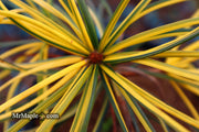 - Sciadopitys verticillata 'Janssen's Variegated' Japanese Umbrella Pine Tree - Mr Maple │ Buy Japanese Maple Trees