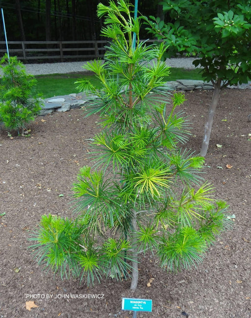 - Sciadopitys verticillata 'Joe Kozey' Japanese Umbrella Pine Tree - Mr Maple │ Buy Japanese Maple Trees