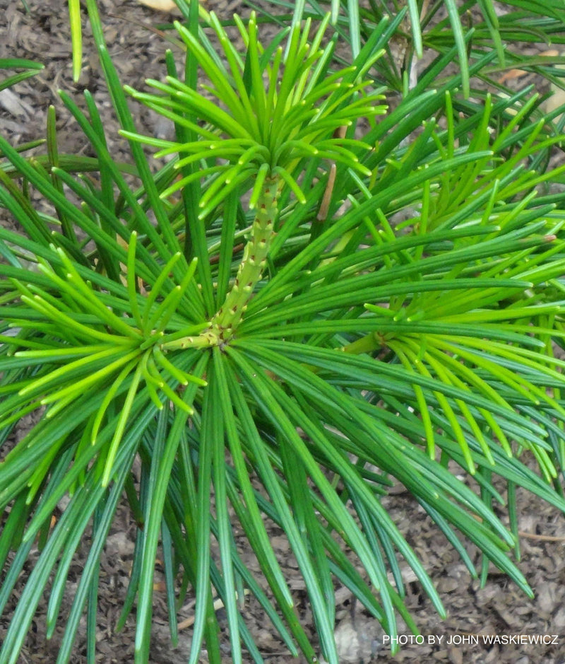 - Sciadopitys verticillata 'Joe Kozey' Japanese Umbrella Pine Tree - Mr Maple │ Buy Japanese Maple Trees