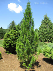 - Sciadopitys verticillata 'Joe Kozey' Japanese Umbrella Pine Tree - Mr Maple │ Buy Japanese Maple Trees