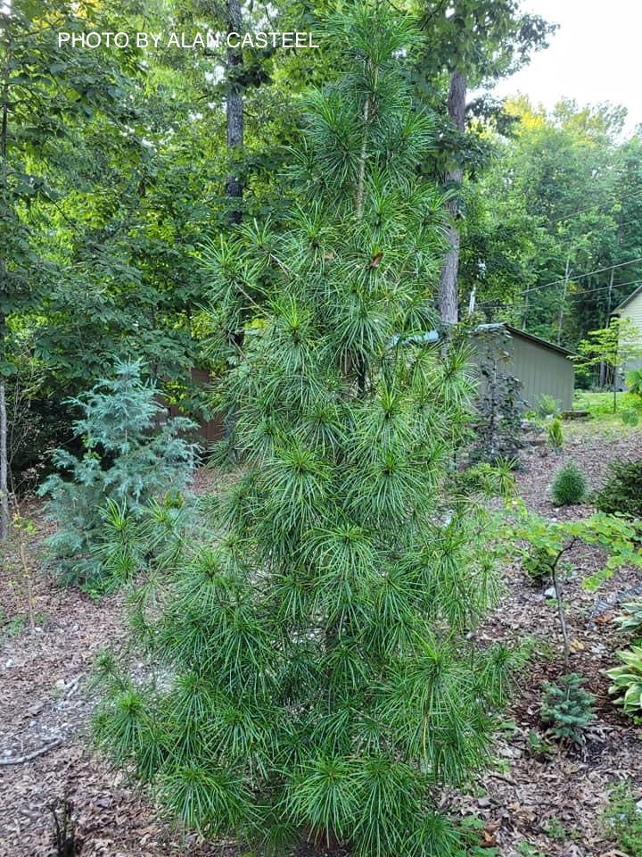 - Sciadopitys verticillata 'Joe Kozey' Japanese Umbrella Pine Tree - Mr Maple │ Buy Japanese Maple Trees