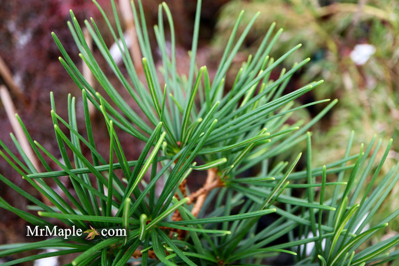 - Sciadopitys verticillata 'Kugelblitz' Japanese Umbrella Pine - Mr Maple │ Buy Japanese Maple Trees