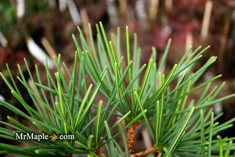 - Sciadopitys verticillata 'Kugelblitz' Japanese Umbrella Pine - Mr Maple │ Buy Japanese Maple Trees