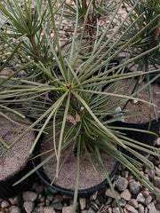 - Sciadopitys verticillata 'Kugelblitz' Japanese Umbrella Pine - Mr Maple │ Buy Japanese Maple Trees