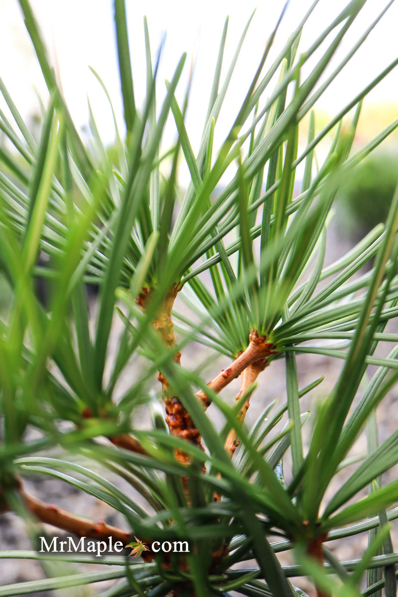 - Sciadopitys verticillata 'Kugelblitz' Japanese Umbrella Pine - Mr Maple │ Buy Japanese Maple Trees
