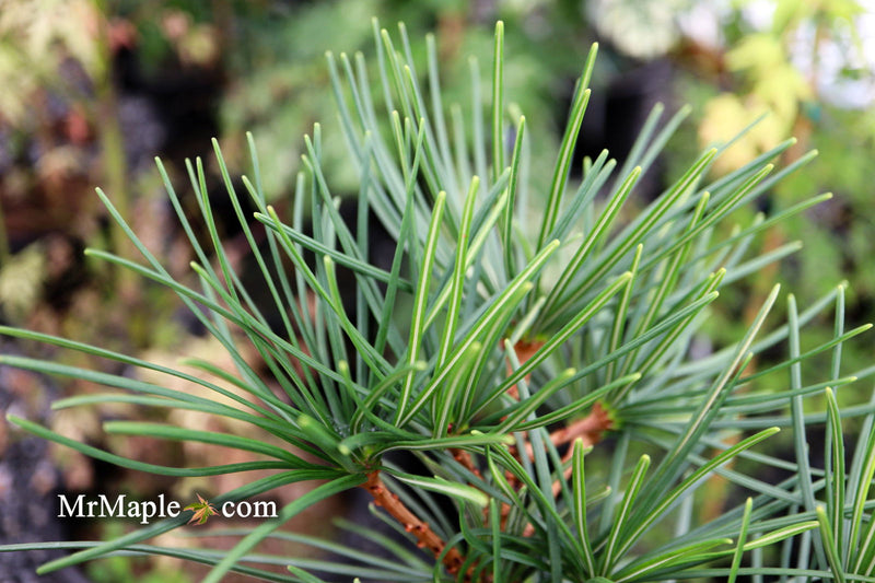 - Sciadopitys verticillata 'Kugelblitz' Japanese Umbrella Pine - Mr Maple │ Buy Japanese Maple Trees