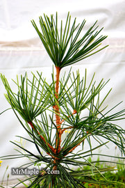 - Sciadopitys verticillata 'Long Needle Weeper' Japanese Umbrella Pine - Mr Maple │ Buy Japanese Maple Trees