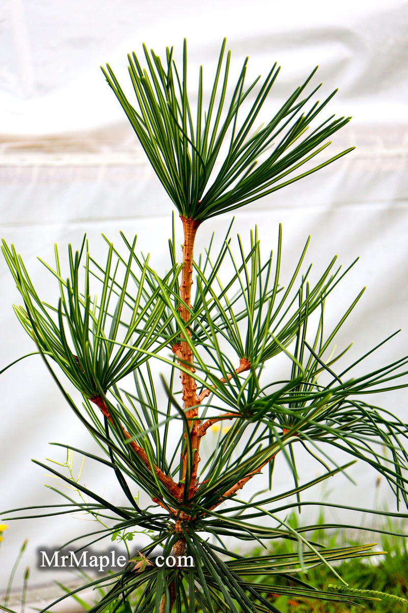 - Sciadopitys verticillata 'Long Needle Weeper' Japanese Umbrella Pine - Mr Maple │ Buy Japanese Maple Trees