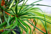 - Sciadopitys verticillata 'Long Needle Weeper' Japanese Umbrella Pine - Mr Maple │ Buy Japanese Maple Trees