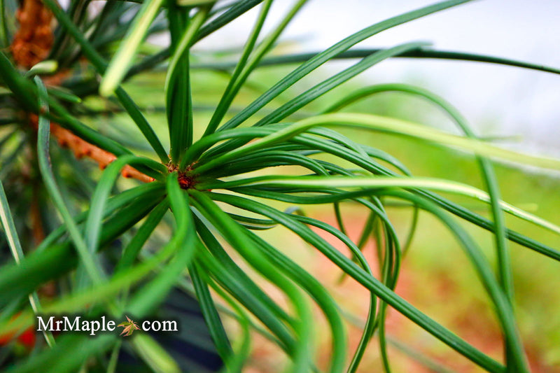 - Sciadopitys verticillata 'Long Needle Weeper' Japanese Umbrella Pine - Mr Maple │ Buy Japanese Maple Trees