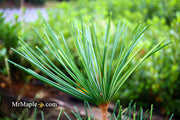 - Sciadopitys verticillata 'Long Needle Weeper' Japanese Umbrella Pine - Mr Maple │ Buy Japanese Maple Trees