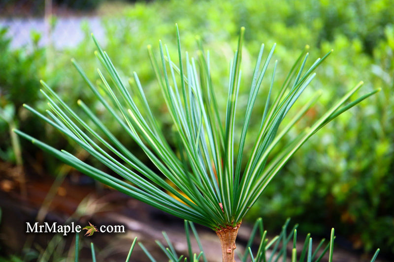 - Sciadopitys verticillata 'Long Needle Weeper' Japanese Umbrella Pine - Mr Maple │ Buy Japanese Maple Trees