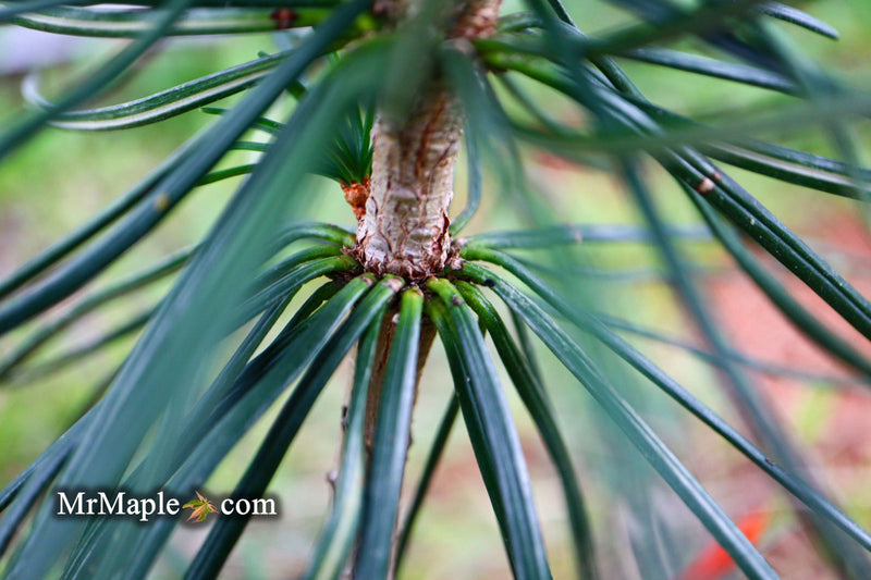 - Sciadopitys verticillata 'Long Needle Weeper' Japanese Umbrella Pine - Mr Maple │ Buy Japanese Maple Trees