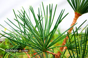 - Sciadopitys verticillata 'Long Needle Weeper' Japanese Umbrella Pine - Mr Maple │ Buy Japanese Maple Trees