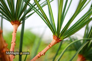 - Sciadopitys verticillata 'Long Needle Weeper' Japanese Umbrella Pine - Mr Maple │ Buy Japanese Maple Trees