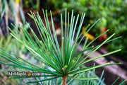 - Sciadopitys verticillata 'Long Needle Weeper' Japanese Umbrella Pine - Mr Maple │ Buy Japanese Maple Trees