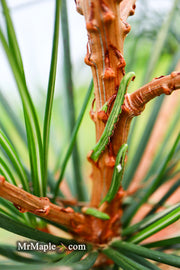 - Sciadopitys verticillata 'Long Needle Weeper' Japanese Umbrella Pine - Mr Maple │ Buy Japanese Maple Trees