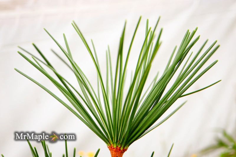- Sciadopitys verticillata 'Long Needle Weeper' Japanese Umbrella Pine - Mr Maple │ Buy Japanese Maple Trees