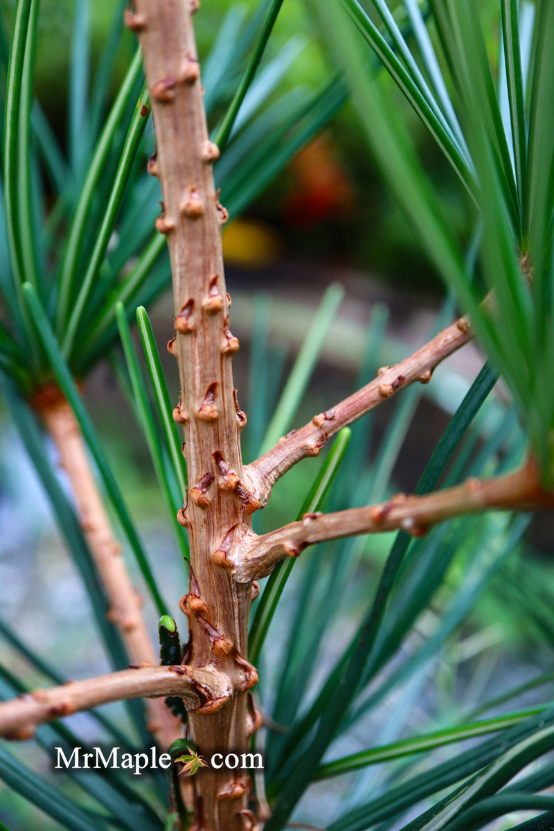 - Sciadopitys verticillata 'Long Needle Weeper' Japanese Umbrella Pine - Mr Maple │ Buy Japanese Maple Trees