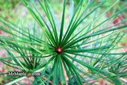 - Sciadopitys verticillata 'Long Needle Weeper' Japanese Umbrella Pine - Mr Maple │ Buy Japanese Maple Trees