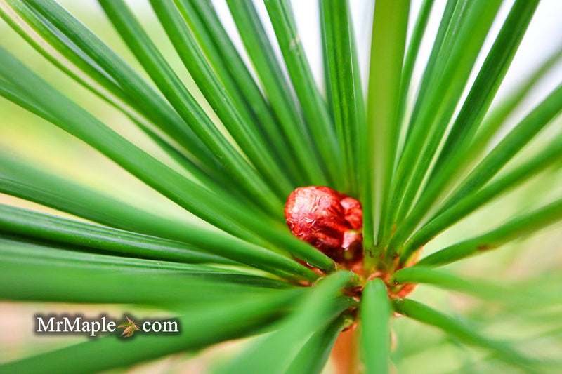 - Sciadopitys verticillata 'Long Needle Weeper' Japanese Umbrella Pine - Mr Maple │ Buy Japanese Maple Trees