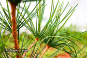 - Sciadopitys verticillata 'Long Needle Weeper' Japanese Umbrella Pine - Mr Maple │ Buy Japanese Maple Trees
