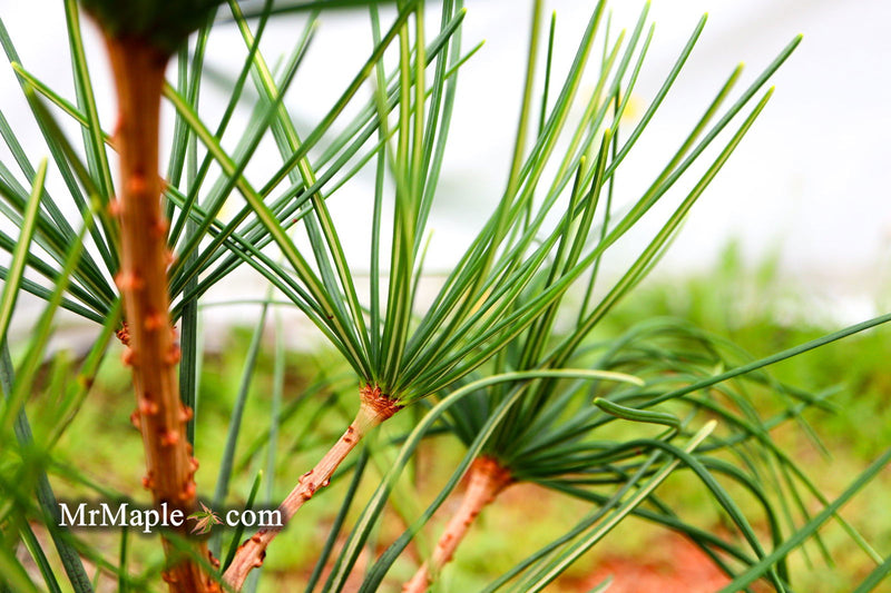 - Sciadopitys verticillata 'Long Needle Weeper' Japanese Umbrella Pine - Mr Maple │ Buy Japanese Maple Trees