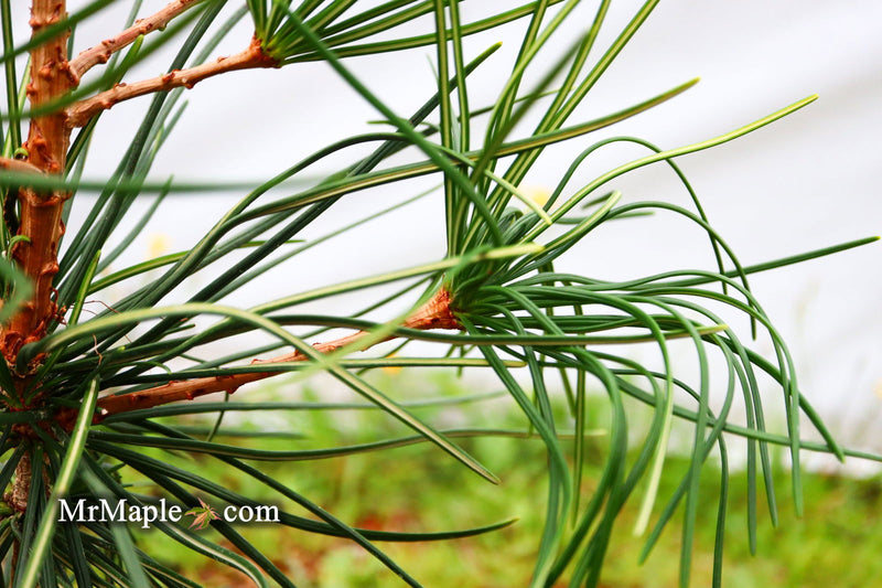 - Sciadopitys verticillata 'Long Needle Weeper' Japanese Umbrella Pine - Mr Maple │ Buy Japanese Maple Trees