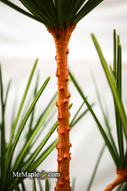 - Sciadopitys verticillata 'Long Needle Weeper' Japanese Umbrella Pine - Mr Maple │ Buy Japanese Maple Trees