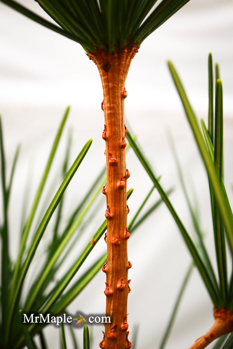 - Sciadopitys verticillata 'Long Needle Weeper' Japanese Umbrella Pine - Mr Maple │ Buy Japanese Maple Trees