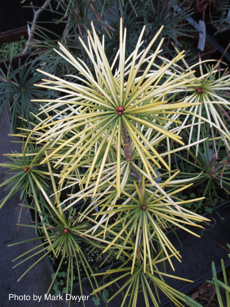 - Sciadopitys verticillata 'Ossorio Gold' Japanese Umbrella Pine Tree - Mr Maple │ Buy Japanese Maple Trees