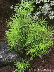 - Sciadopitys verticillata 'Ossorio Gold' Japanese Umbrella Pine Tree - Mr Maple │ Buy Japanese Maple Trees