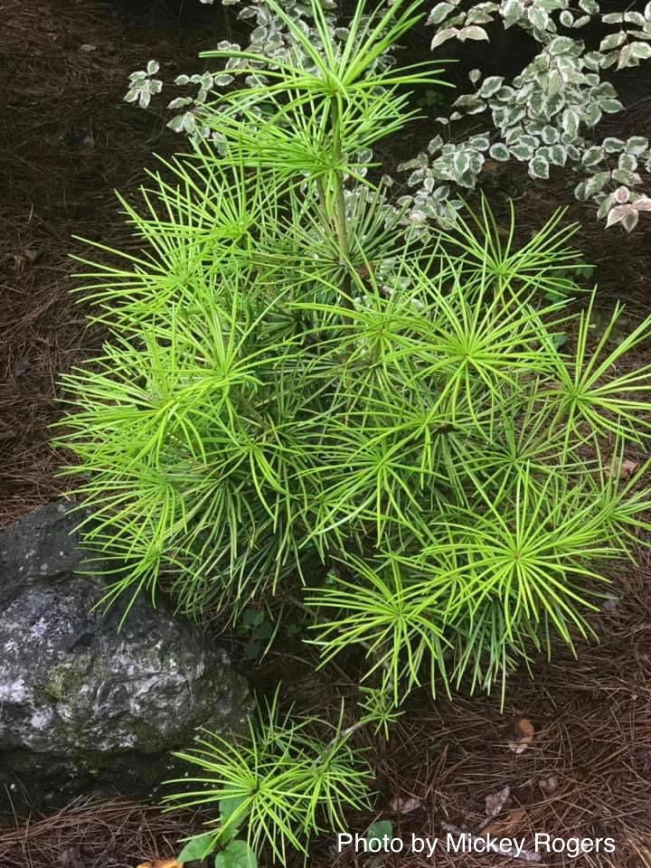 - Sciadopitys verticillata 'Ossorio Gold' Japanese Umbrella Pine Tree - Mr Maple │ Buy Japanese Maple Trees