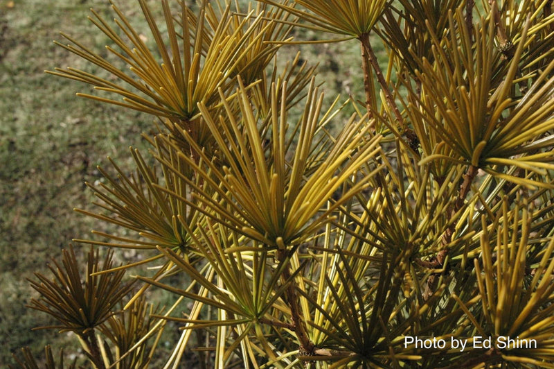 - Sciadopitys verticillata 'Ossorio Gold' Japanese Umbrella Pine Tree - Mr Maple │ Buy Japanese Maple Trees