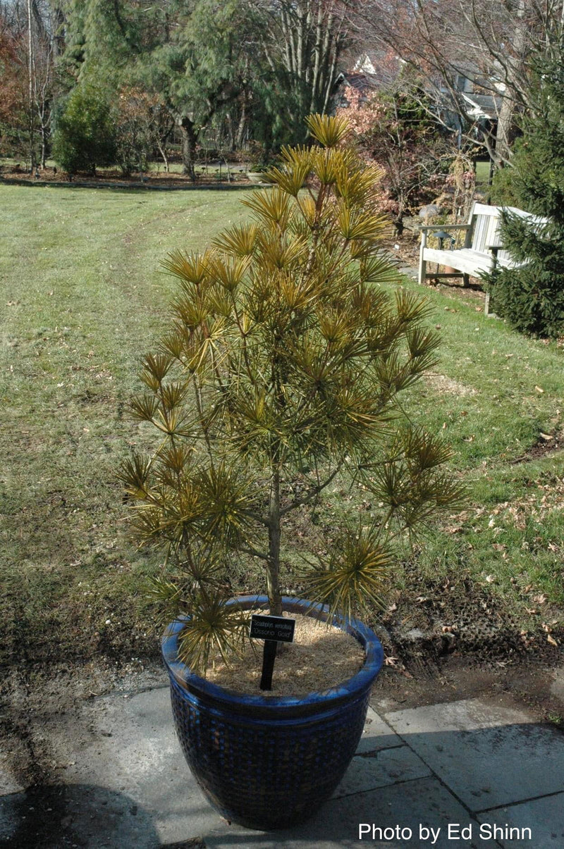 - Sciadopitys verticillata 'Ossorio Gold' Japanese Umbrella Pine Tree - Mr Maple │ Buy Japanese Maple Trees