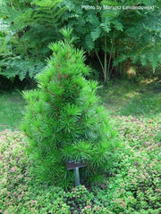 - Sciadopitys verticillata 'Picola' Japanese Umbrella Pine Tree - Mr Maple │ Buy Japanese Maple Trees