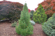 - Sciadopitys verticillata 'Picola' Japanese Umbrella Pine Tree - Mr Maple │ Buy Japanese Maple Trees