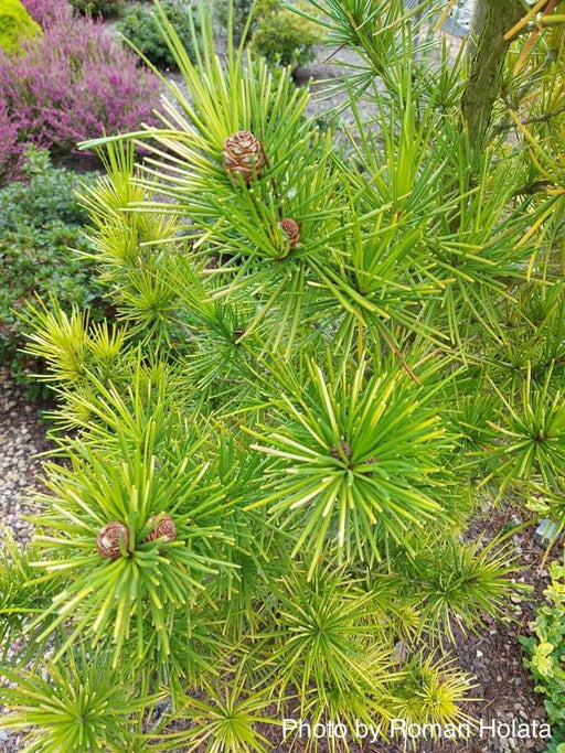 - Sciadopitys verticillata 'Richie's Cushion' Japanese Umbrella Pine Tree - Mr Maple │ Buy Japanese Maple Trees