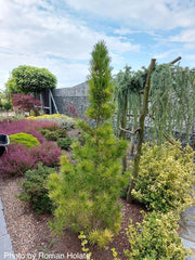 - Sciadopitys verticillata 'Richie's Cushion' Japanese Umbrella Pine Tree - Mr Maple │ Buy Japanese Maple Trees