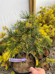 - Sciadopitys verticillata 'Richie's Cushion' Japanese Umbrella Pine Tree - Mr Maple │ Buy Japanese Maple Trees
