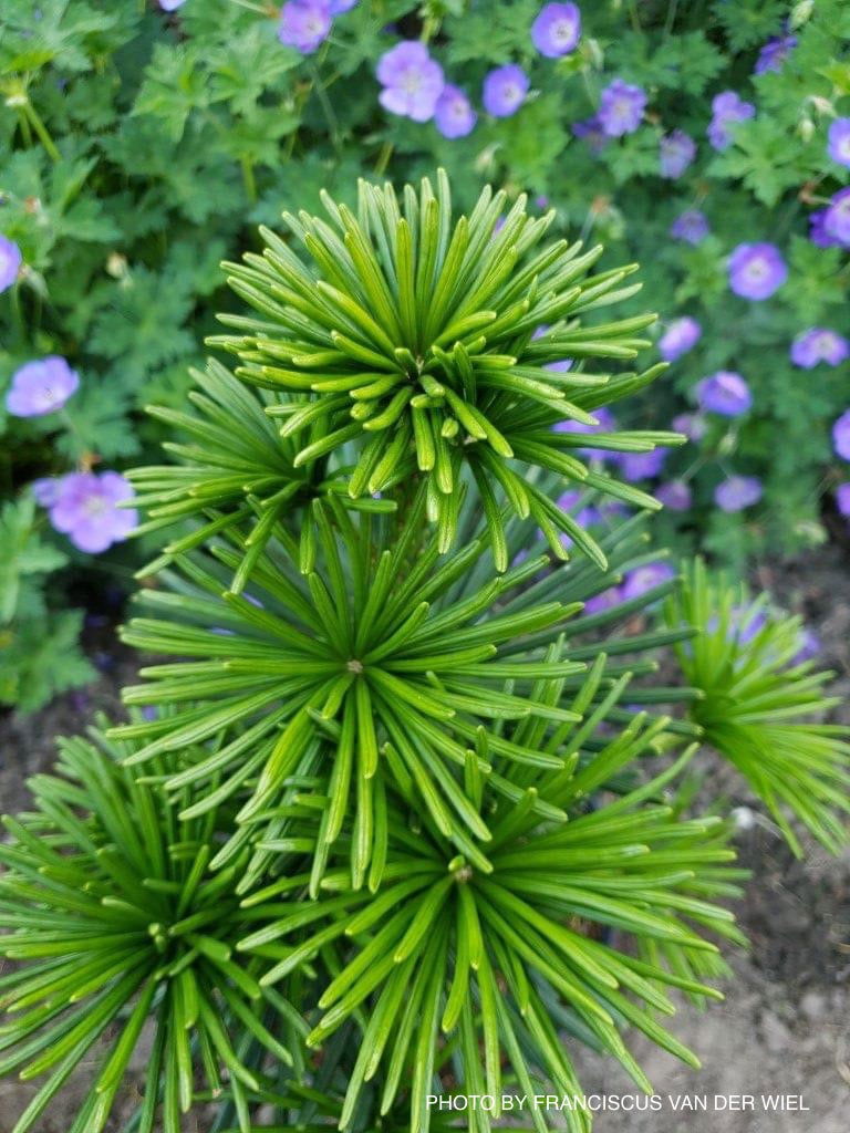 - Sciadopitys verticillata 'Sternschnuppe' Japanese Umbrella Pine - Mr Maple │ Buy Japanese Maple Trees