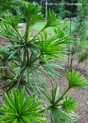 - Sciadopitys verticillata 'Sternschnuppe' Japanese Umbrella Pine - Mr Maple │ Buy Japanese Maple Trees