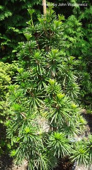 - Sciadopitys verticillata 'Sternschnuppe' Japanese Umbrella Pine - Mr Maple │ Buy Japanese Maple Trees