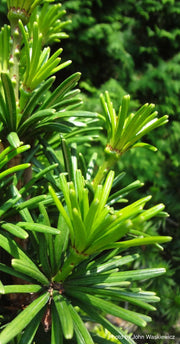 - Sciadopitys verticillata 'Sternschnuppe' Japanese Umbrella Pine - Mr Maple │ Buy Japanese Maple Trees