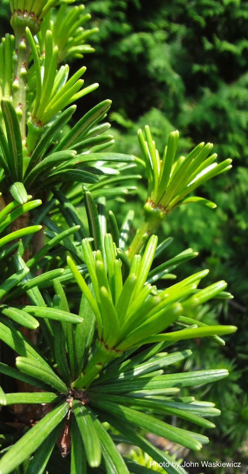 - Sciadopitys verticillata 'Sternschnuppe' Japanese Umbrella Pine - Mr Maple │ Buy Japanese Maple Trees